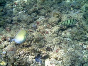 The two fish I captured before my camera pooped out. 