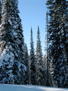 If a tree falls in the forest and you don't tell anyone about it, you're probably an introvert.