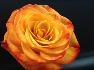 This rose is a symbol of my renewal and my promise to myself to be brave...even in the face of family.