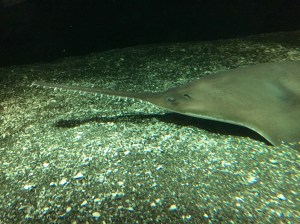 Perhaps I am as unfriendly looking as this sawtooth shark? 