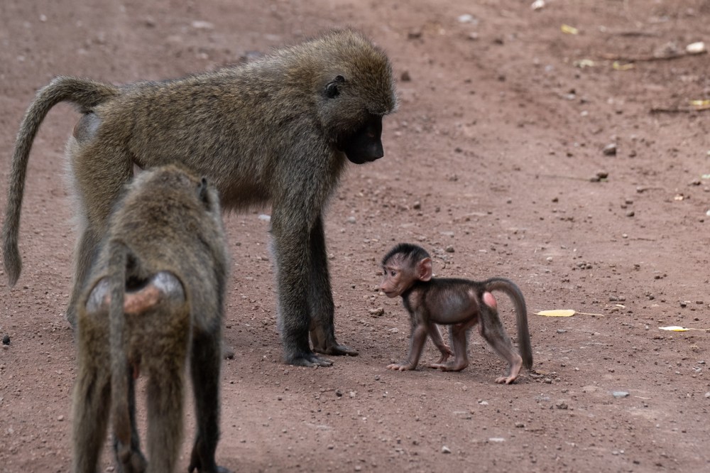 baboons
