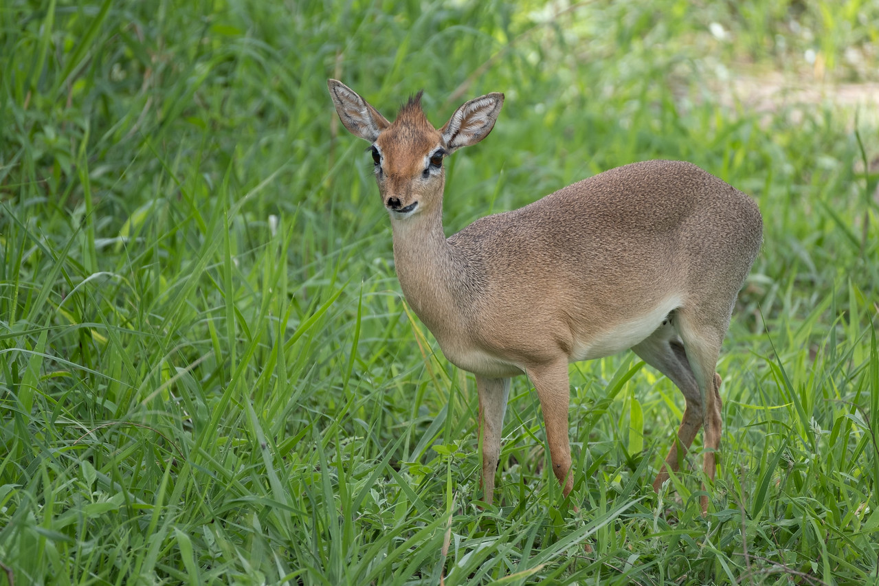 dikdik