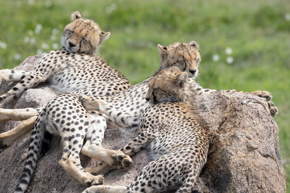 cheetahnap